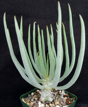 Load image into Gallery viewer, Tylecodon wallichii