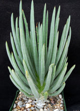 Load image into Gallery viewer, Tylecodon wallichii
