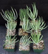 Load image into Gallery viewer, Tylecodon wallichii