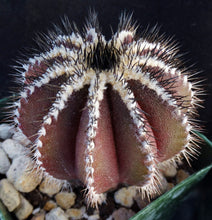 Load image into Gallery viewer, Uebelmannia pectinifera