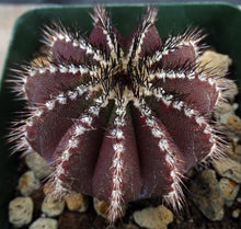 Load image into Gallery viewer, Uebelmannia pectinifera