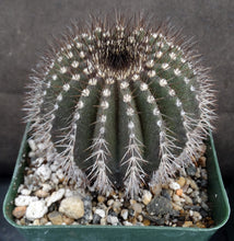 Load image into Gallery viewer, Uebelmannia pectinifera v. multicostata
