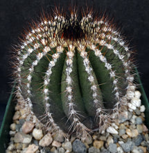 Load image into Gallery viewer, Uebelmannia pectinifera v. multicostata