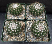 Load image into Gallery viewer, Parodia erinacea (Wigginsia)