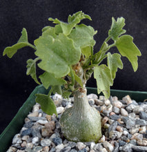 Load image into Gallery viewer, Zygosicyos pubescens (Xerosicyos)