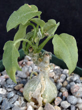 Load image into Gallery viewer, Zygosicyos pubescens (Xerosicyos)