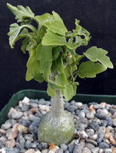 Load image into Gallery viewer, Zygosicyos pubescens (Xerosicyos)