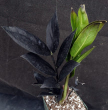 Load image into Gallery viewer, Zamioculcas zamifolia 'Raven' *Black Leaves*