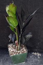 Load image into Gallery viewer, Zamioculcas zamifolia 'Raven' *Black Leaves*