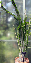 Load image into Gallery viewer, Allauaudia procera