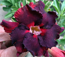 Load image into Gallery viewer, Adenium 'Black Widow' *Big Plants!* Grafted Hybrid (6)