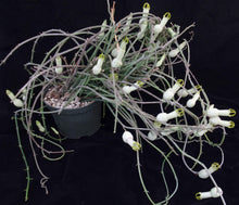 Load image into Gallery viewer, Ceropegia ampliata