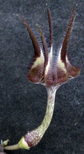 Load image into Gallery viewer, Ceropegia stapeliiformis