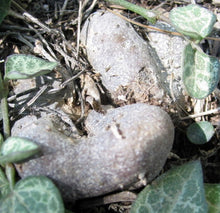 Load image into Gallery viewer, Ceropegia woodii Arrow Leaf Form