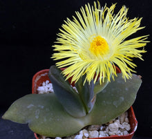 Load image into Gallery viewer, Cheiridopsis peculiaris *Blue Winter Growing Mesemb*