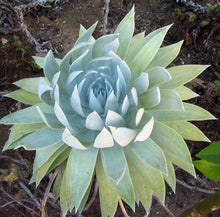 Load image into Gallery viewer, Dudleya brittonii