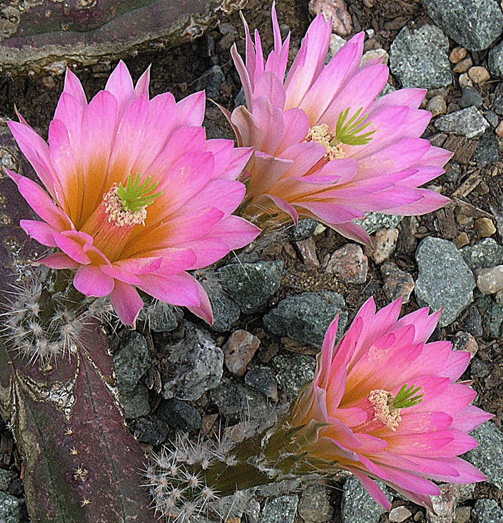 Echinocereus scheeri ssp. gentryi