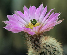 Load image into Gallery viewer, Echinocereus websterianus