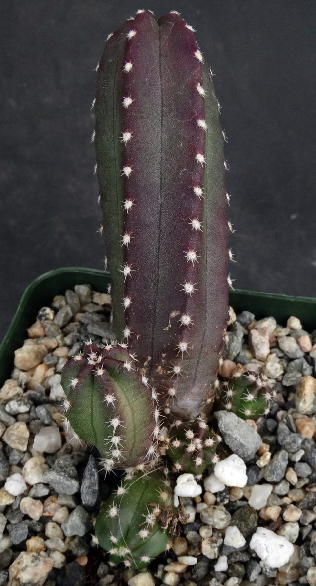 echinocereus gentryi Echinocereus scheeri ssp. gentryi – Kyle's Plants