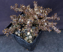 Load image into Gallery viewer, Edithcolea grandis