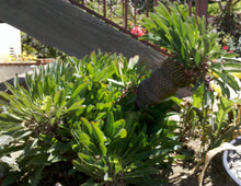 Load image into Gallery viewer, Euphorbia bupleurifolia