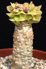 Load image into Gallery viewer, Euphorbia ankarensis