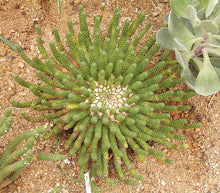 Load image into Gallery viewer, Euphorbia esculenta