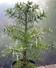 Load image into Gallery viewer, Euphorbia stenoclada