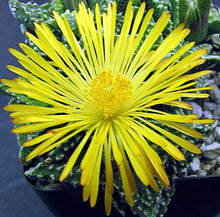 Load image into Gallery viewer, Faucaria tigrina