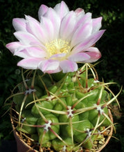 Load image into Gallery viewer, Gymnocalycium monvillei