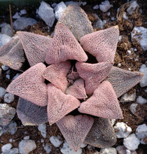 Load image into Gallery viewer, Haworthia cv. 'Anika' Pink Korean Hybrid!