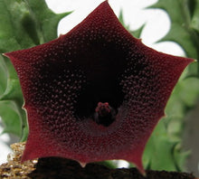 Load image into Gallery viewer, Huernia keniensis v. nairobiensis