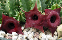 Load image into Gallery viewer, Huernia macrocarpa *Blood Red Flowers*