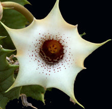 Load image into Gallery viewer, Huernia quinta v. blyderiverensis