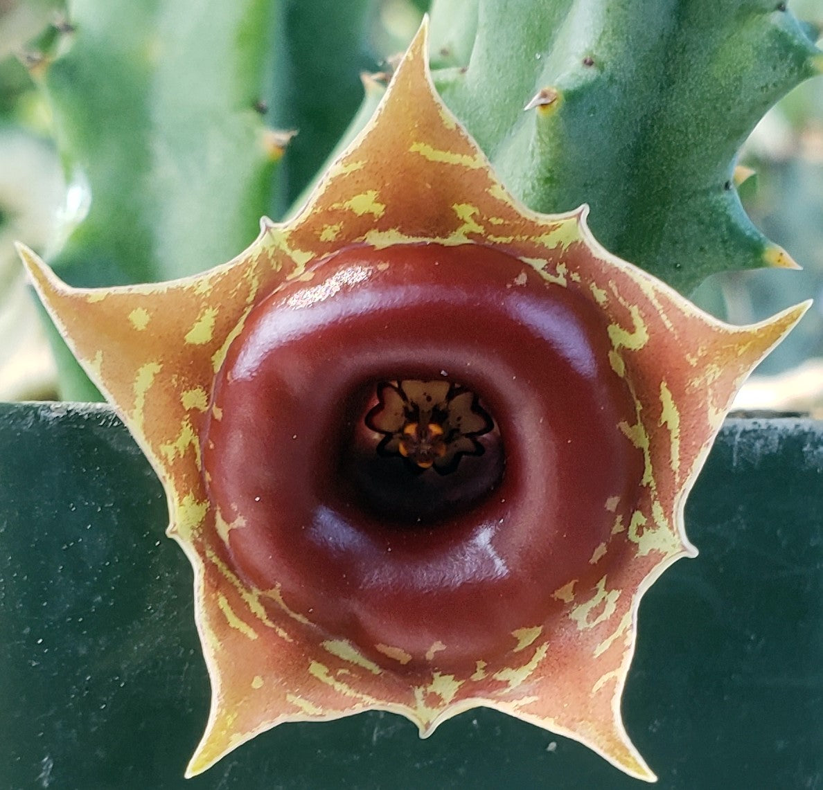 Huernia zebrina 'variegata' Variegated