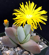 Load image into Gallery viewer, Ihlenfeldtia vanzylii
