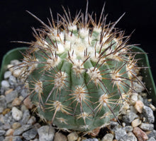 Load image into Gallery viewer, Islaya islayensis