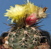 Load image into Gallery viewer, Islaya islayensis