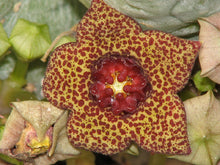 Load image into Gallery viewer, Lavrania haagnerae