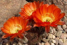 Load image into Gallery viewer, Lobivia amblayensis