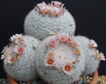 Load image into Gallery viewer, Mammillaria candida *Snowball Cactus*