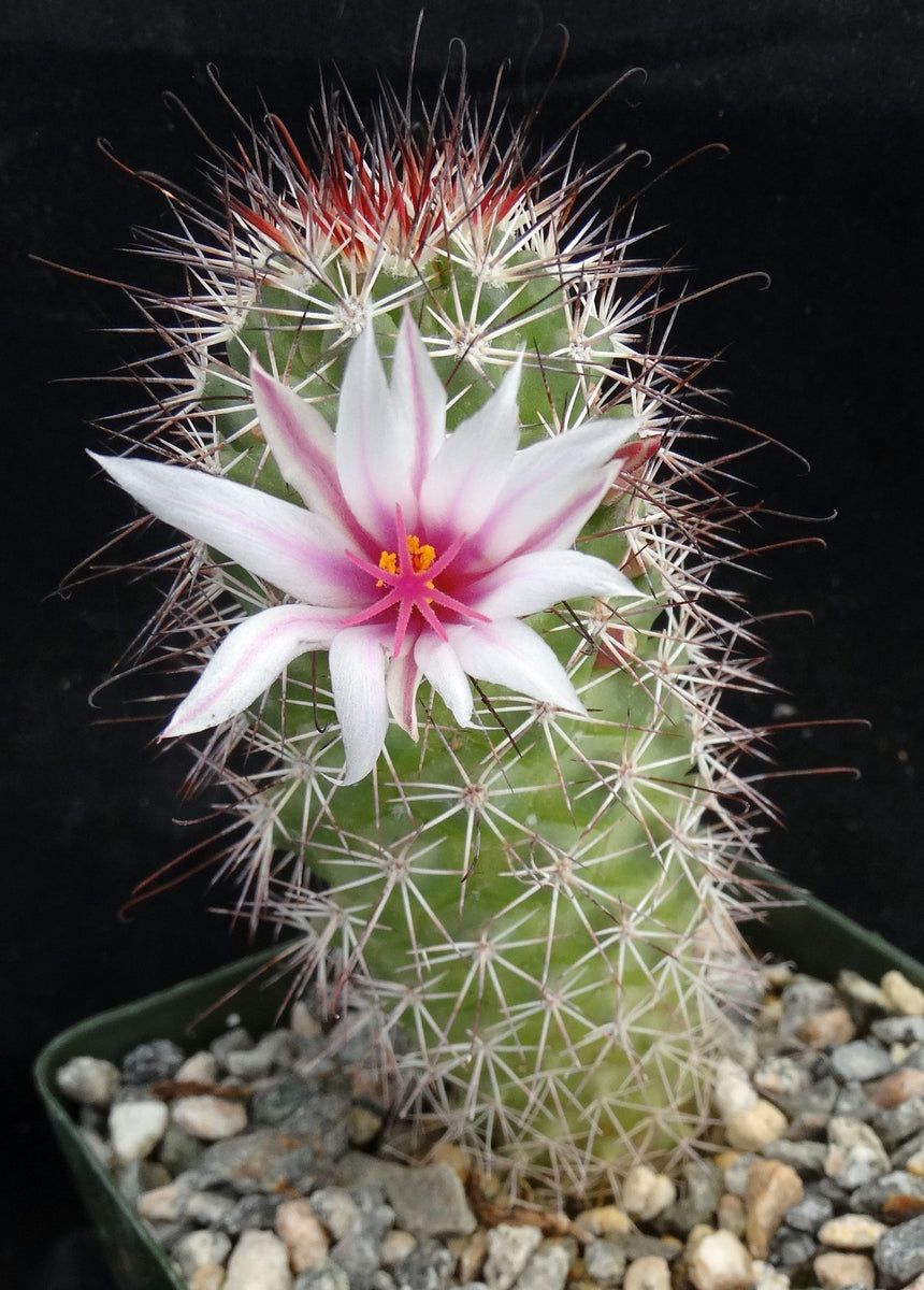 Mammillaria fraileana – Kyle's Plants