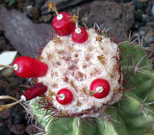 Load image into Gallery viewer, Melocactus caesius