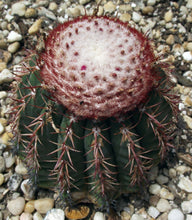 Load image into Gallery viewer, Melocactus conoideus