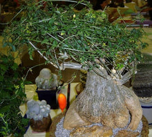 Load image into Gallery viewer, Momordica rostrata