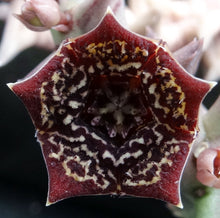 Load image into Gallery viewer, Orbea carnosa ssp. keithii