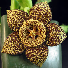 Load image into Gallery viewer, Orbea variegata