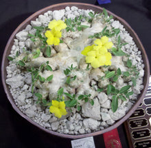 Load image into Gallery viewer, Pachypodium brevicaule *Own Roots*