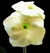 Load image into Gallery viewer, Pachypodium eburneum