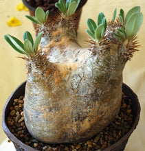 Load image into Gallery viewer, Pachypodium eburneum